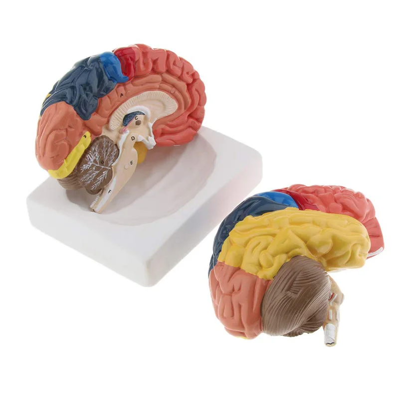 Modelo de cerebro humano anató - Medical Lab And Science reseña y precio