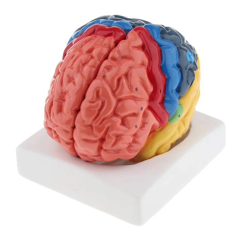 Modelo de cerebro humano anató - Medical Lab And Science reseña y precio