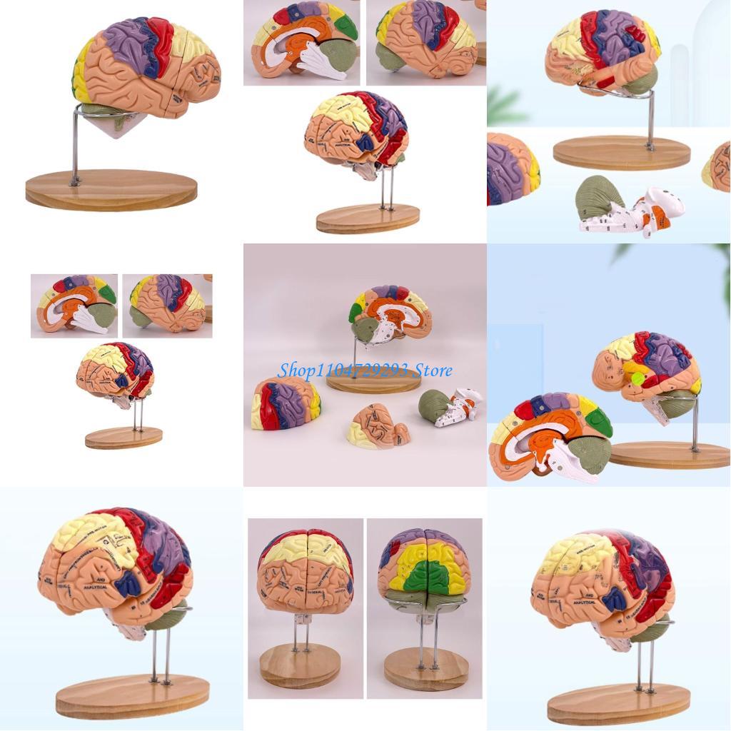 Y2GD Modelo anatomía del cereb - Medical Lab And Science reseña y precio