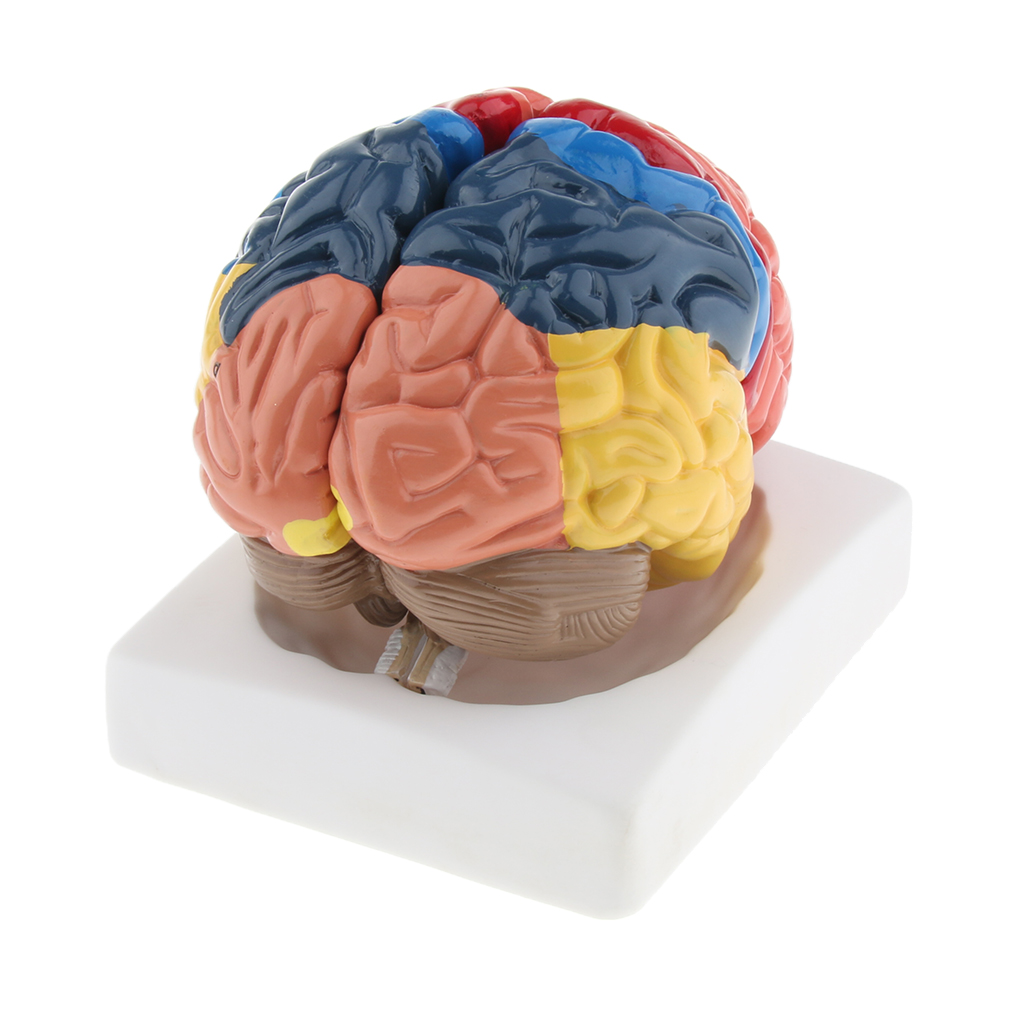 Modelo de cerebro de tamaño na - Medical Lab And Science reseña y precio