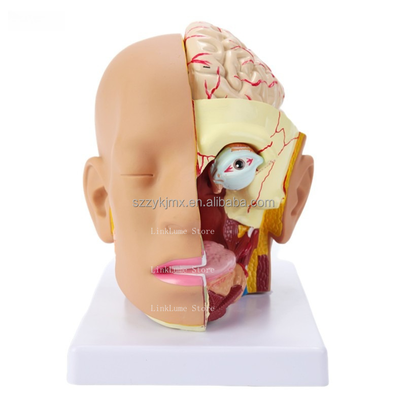 Modelo de Anatomía de Cabeza H - Medical Lab And Science reseña y precio