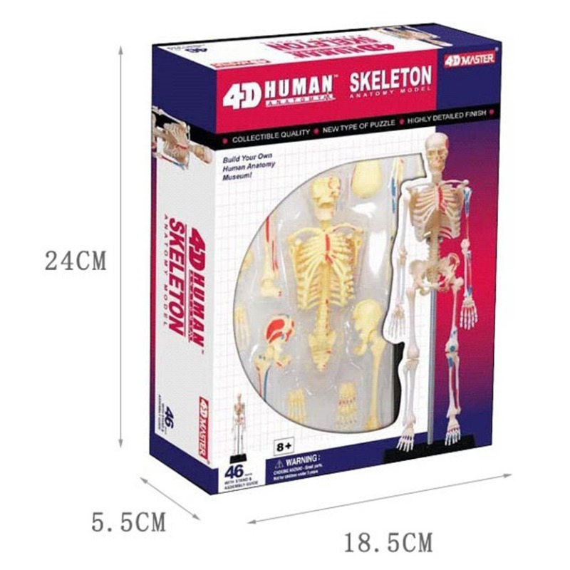 Modelo de anatomía del esquele - Medical Lab And Science reseña y precio